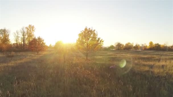 Outono em amarelo. Voar sobre a árvore amarela e campo com raios de sol. Aviação — Vídeo de Stock