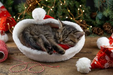 Kedicik Noel Baba şapkasıyla uyuyor. Noel hayvanı uyuyor. Konsepti sunar. Kedi portresi. Sevimli tekir hayvan, evcil hayvan, kedi. Kapat, boşluğu, kartı, pankartı kopyala.