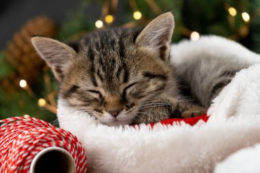 Kedicik Noel Baba şapkasıyla uyuyor. Noel hayvanı uyuyor. Konsepti sunar. Kedi portresi. Sevimli tekir hayvan, evcil hayvan, kedi. Kapat, boşluğu, kartı, pankartı kopyala.