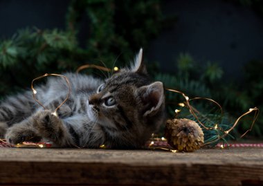 Yeni yıl çelenginde kedi yavrusu. Noel ışıkları. Gri benekli, ahşap arka planda tekir kedisi. Şenlikli kartpostal.