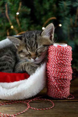 Hediye paketi için bir top kırmızı iplik. Kedicik Noel Baba şapkasıyla uyuyor. Noel hayvanı uyuyor. Portre. Sevimli tekir hayvan, evcil hayvan, kedi. Noel ışıkları ve çelenkler. Kapat, boşluğu kopyala, kartı kopyala