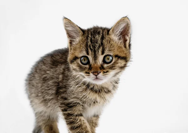 Gatito Aislado Sobre Fondo Blanco Gris Manchado Gato Tabby Pequeña —  Fotos de Stock