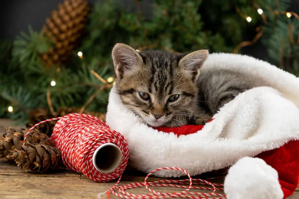 The kitten sits in a red santa claus hat. Christmas cat. Presents concept. A skein of thread for wrapping gifts. Adorable tabby animal, pet, cat. Christmas lights and garland. Close up, copy space.