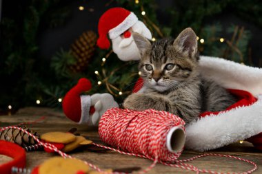 Kedi yavrusu kırmızı Noel Baba şapkasının içinde oturuyor. Noel kedisi. Konsepti sunar. Hediyeleri paketlemek için iplik. Sevimli tekir hayvan, evcil hayvan, kedi. Noel ışıkları ve çelenkler. Kapat, boşluğu kopyala.