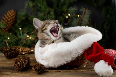 Yeni yıl çelenginde kedi yavrusu. Noel ışıkları. Gri benekli, ahşap arka planda tekir kedisi. Şenlikli kartpostal.