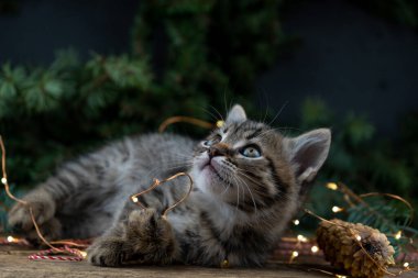 Yeni yıl çelenginde kedi yavrusu. Noel ışıkları. Gri benekli, ahşap arka planda tekir kedisi. Şenlikli kartpostal.