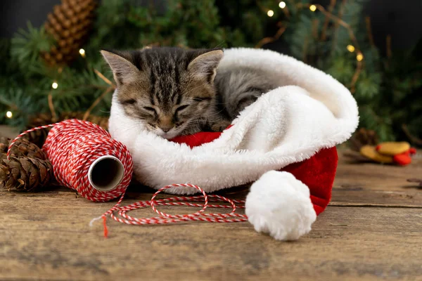 Kitten sleeps in santa claus hat. Christmas pet sleeping. Presents concept. Portrait of kitten. Adorable tabby animal, pet, cat. Close up, copy space, card, banner.