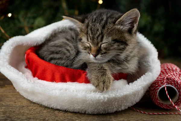 Kitten sleeps in santa claus hat. Christmas pet sleeping. Presents concept. Portrait of kitten. Adorable tabby animal, pet, cat. Christmas lights and garland. Close up, copy space, card, banner.