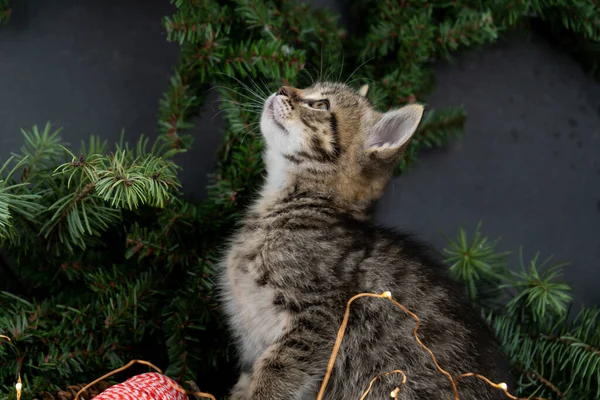 Gattino di Natale con ghirlande di Capodanno. Piccolo peluche gatto tabby grigio. Accogliente trama casa invernale. Sfondo in legno. Animali domestici in dicembre. — Foto Stock