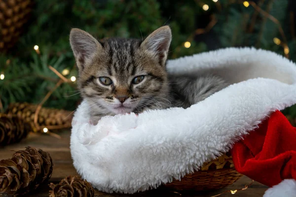 The kitten sits in a red santa claus hat. Christmas cat. Presents concept. A skein of thread for wrapping gifts. Adorable tabby animal, pet, cat. Christmas lights and garland. Close up, copy space