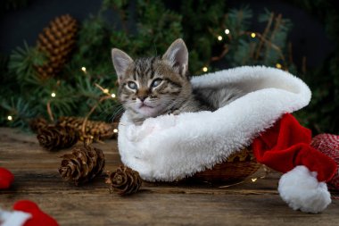 Kedi yavrusu kırmızı Noel Baba şapkasının içinde oturuyor. Noel kedisi. Konsepti sunar. Hediyeleri paketlemek için iplik. Sevimli tekir hayvan, evcil hayvan, kedi. Noel ışıkları ve çelenkler. Kapat, boşluğu kopyala