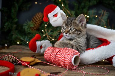 Kedi yavrusu kırmızı Noel Baba şapkasının içinde oturuyor. Noel kedisi. Konsepti sunar. Hediyeleri paketlemek için iplik. Sevimli tekir hayvan, evcil hayvan, kedi. Noel ışıkları ve çelenkler. Kapat, boşluğu kopyala