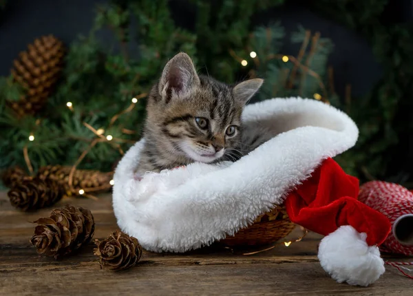 Kotě Sedí Červeném Klobouku Santa Clause Vánoční Kočka Představuje Koncept — Stock fotografie