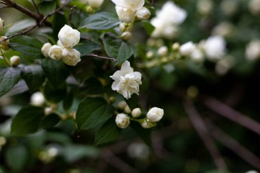Bir dalda beyaz yasemin çiçekleri. Bahçede bir çalı. Mesajın için yer aç. Boşluğu kopyala