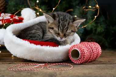 Kedicik Noel Baba şapkasıyla uyuyor. Noel hayvanı uyuyor. Konsepti sunar. Kedi portresi. Sevimli tekir hayvan, evcil hayvan, kedi. Kapat, boşluğu, kartı, pankartı kopyala.