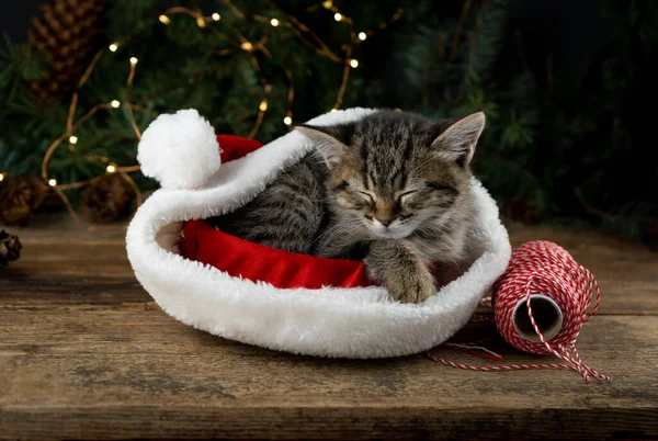Kitten sleeps in santa claus hat. Christmas pet sleeping. Presents concept. Portrait of kitten. Adorable tabby animal, pet, cat. Close up, copy space, card, banner.