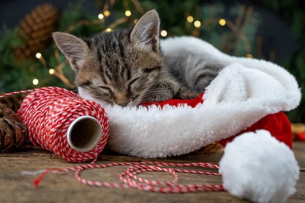 Kitten sleeps in santa claus hat. Christmas pet sleeping. Presents concept. Portrait of kitten. Adorable tabby animal, pet, cat. Close up, copy space, card, banner.