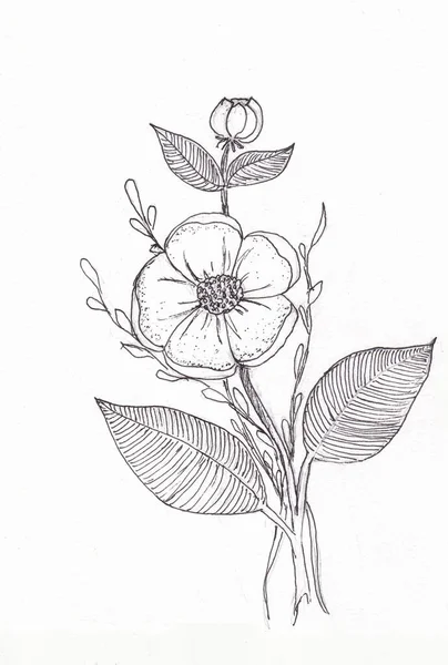 A sketch of a rosehip flower. Botanical drawing by hand. Bouquet of flowers. Buds, leaves. Coloring. Spring pattern. Drawing of a flowering plant. — Stock Photo, Image