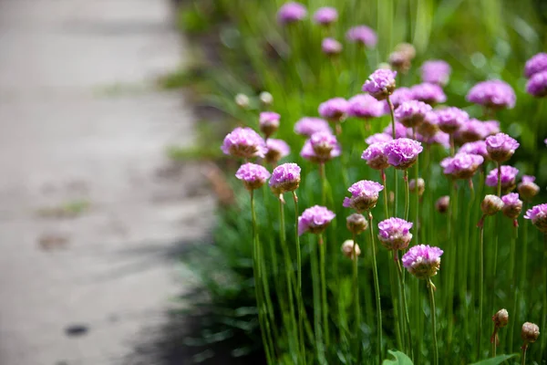 庭の紫色の花 タマネギ タマネギ またはチャイブ 多年生草本植物ラテン語名 Allium Schenoprasum 閉じる テキストのための場所 夏の自然背景 — ストック写真