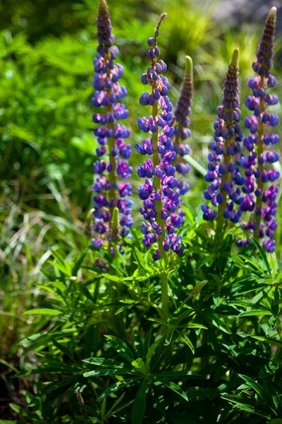 Virágzó Makró Csillagvirág Lupinus Csillagfürt Lila Kék Virággal Egy Csomó — Stock Fotó