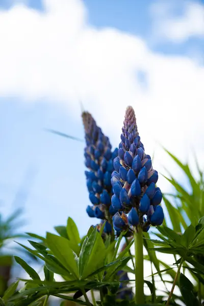 Çiçek Açan Makro Lupin Çiçeği Lupinus Mor Mavi Çiçekli Lupin — Stok fotoğraf