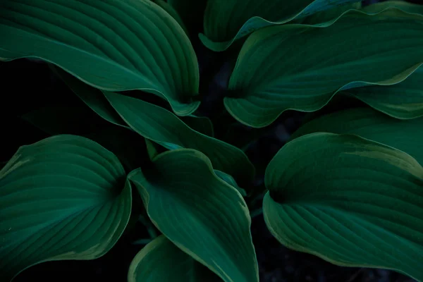 Hosta工厂 天然绿色背景 花园植物的大叶 — 图库照片
