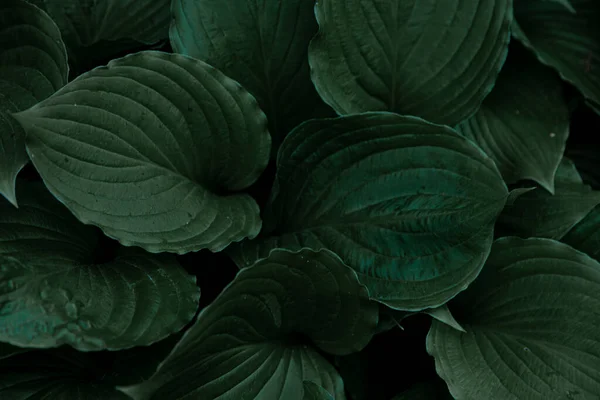 Hosta Plant Green Leaves Natural Green Background Large Leaves Garden — Stock Photo, Image