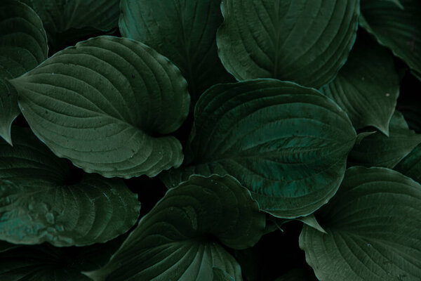 Hosta plant. Green leaves. Natural green background. Large leaves of a garden plant. Nature.
