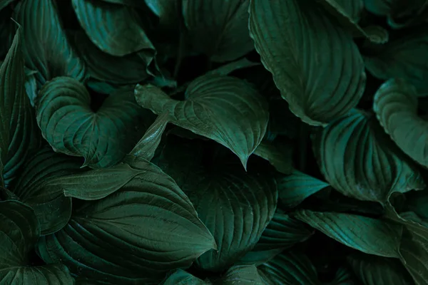 Roślina Hosta Zielone Liście Naturalne Zielone Tło Duże Liście Ogrodowej — Zdjęcie stockowe