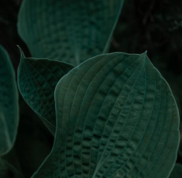 Usine Hosta Feuilles Vertes Fond Vert Naturel Grandes Feuilles Une — Photo