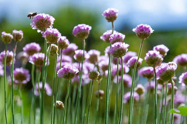 Fioletowe Kwiaty Ogrodzie Cebula Lub Szczypiorek Jest Wieloletnia Roślina Zielna — Zdjęcie stockowe