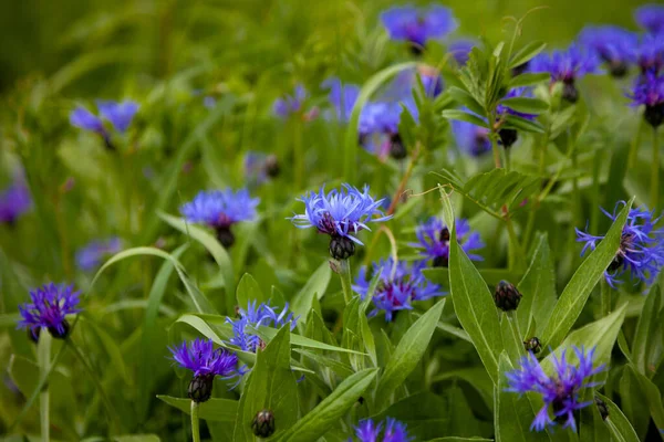 Niebieskie Kwiaty Chabry Ogrodzie Kukurydziany Kwiat Kwietniku Letni Dziki Kwiat — Zdjęcie stockowe