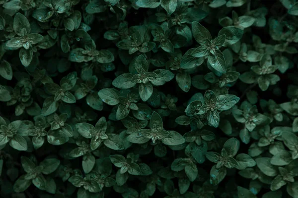 Green Leafy Mint Background Peppermint Grows Garden Flower Bed Used — Stock Photo, Image