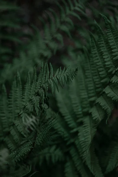 Fern Lascia Sfondo Foglie Verdi Cespuglio Spazio Libero Verde Vegetazione — Foto Stock