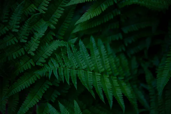 Φερν Αφήνει Φόντο Πράσινα Φύλλα Θάμνου Ελεύθερος Χώρος Πράσινη Άγρια — Φωτογραφία Αρχείου