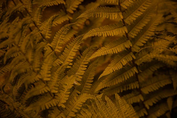 Fern Lämnar Bakgrunden Bladen Efter Buske Fritt Utrymme Vild Vegetation — Stockfoto