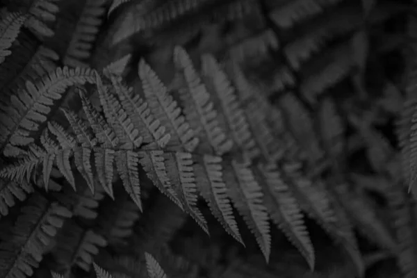 Fern Lämnar Bakgrunden Bladen Efter Buske Fritt Utrymme Vild Vegetation — Stockfoto