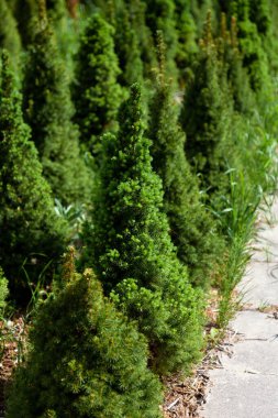 Ağaçlar için bir kreş. Noel ağacı koniden yapılır. Küçük bir Noel ağacı dükkanı. Bir kozalaklı ağaç yetiştir. Çam, Konik Noel ağacı