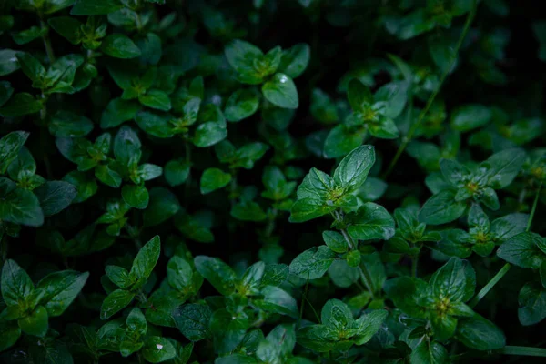 Sfondo Verde Menta Foglia Menta Piperita Cresce Giardino Aiuola Utilizzata — Foto Stock