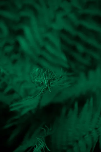 Fern Verlässt Den Hintergrund Grüne Blätter Eines Busches Freiraum Grüne — Stockfoto