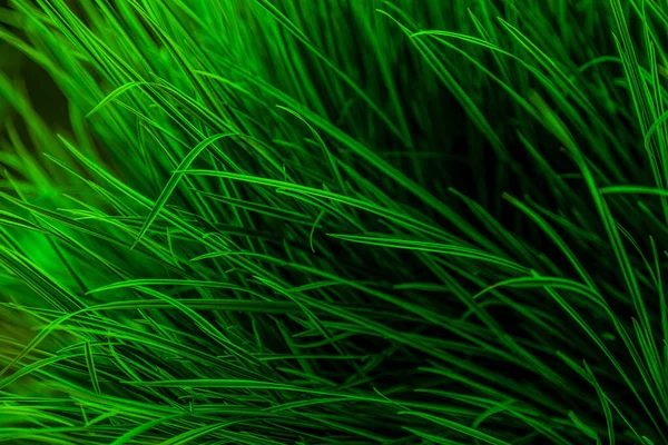 Fond Herbe Verte Nature Vert Beau Papier Peint Herbeux Motif — Photo