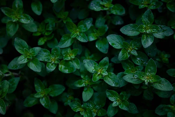 Πράσινο Φυλλώδες Φόντο Μέντα Μέντα Φυτρώνει Στον Κήπο Ένα Παρτέρι — Φωτογραφία Αρχείου