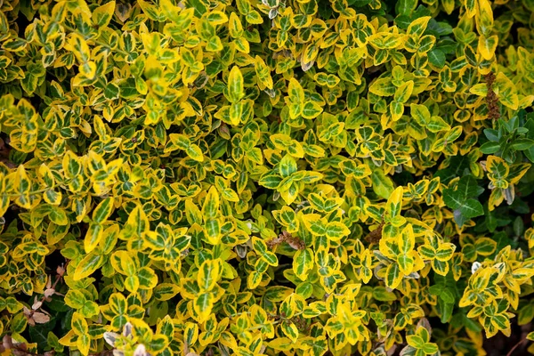 Virágok Sárgák Sárga Növények Háttere Természetes Textúra Sárga Leveles Háttér — Stock Fotó
