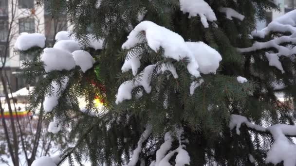 Es invierno. Árbol de Navidad cubierto de nieve, rama de árbol balanceándose en el viento. Pino, árbol de coníferas de cerca. Agujas y copos de nieve — Vídeos de Stock