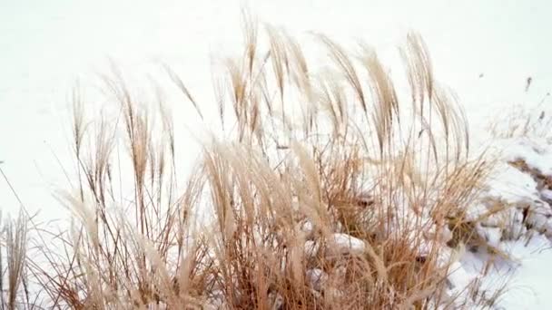 Зимой пернатая трава раскачивается на ветру. Снег в поле. Ветреный холодный день. Сухой завод, филиал. Понятие спокойствия, свободы. Никаких людей. 4k кадров — стоковое видео