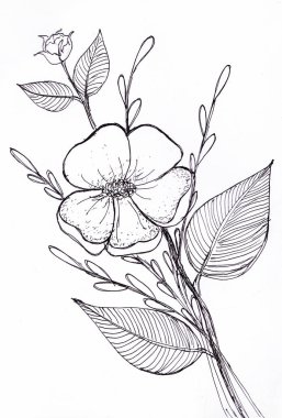 Bir gül çiçeği eskizi. Elle botanik çizimi. Bir buket çiçek. Tomurcuk, yapraklar. Boyama. Yay şekli. Çiçek açan bir bitkinin çizimi