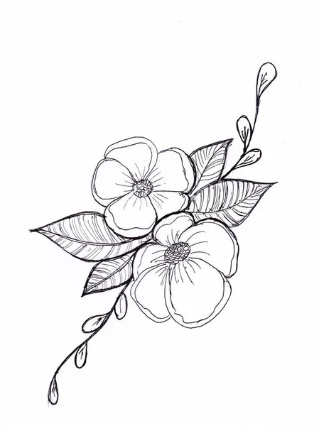 Szkic Kwiatu Róży Rysunek Botaniczny Ręcznie Bukiet Kwiatów Pąki Liście — Zdjęcie stockowe