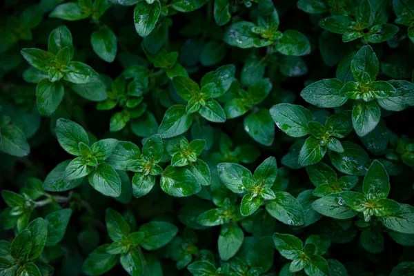 Sfondo Verde Menta Foglia Menta Piperita Cresce Giardino Aiuola Utilizzata — Foto Stock