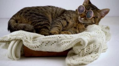 Yerli gri çizgili kedi yalayıp yıkıyor. Evin beyaz arka planı. Uyuyan kedi..