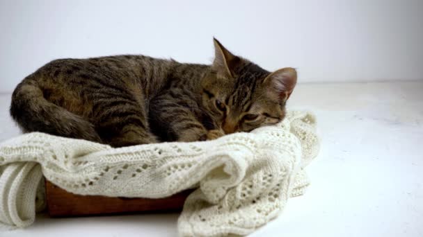 El gato de rayas grises doméstico lame y lava. Fondo blanco de la casa. Gato dormido. — Vídeo de stock